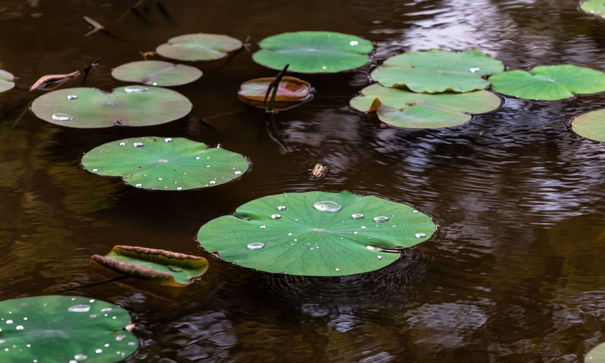 Fishing Cover: The 5 Most Common Types