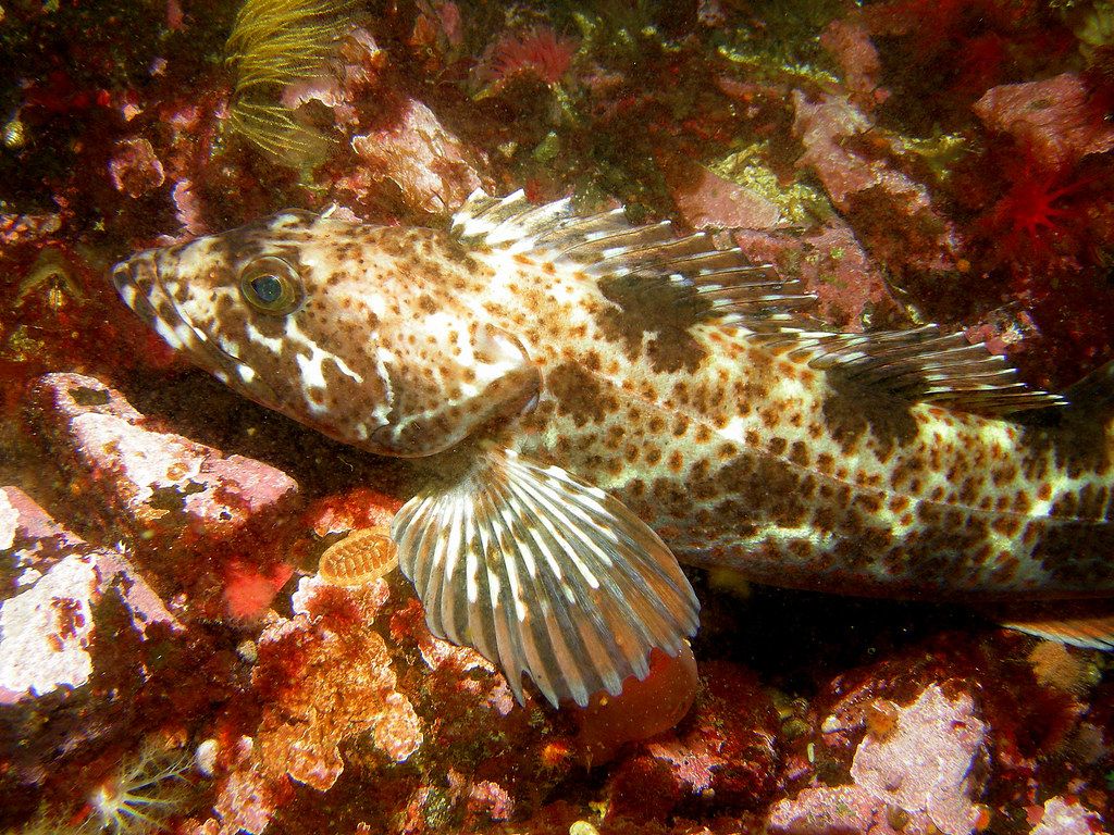 "Lingcod" by Ed Bierman is licensed under CC BY 2.0