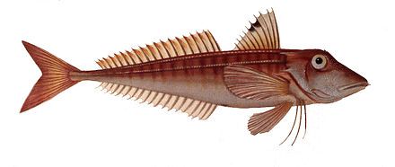 Lumptail Searobin