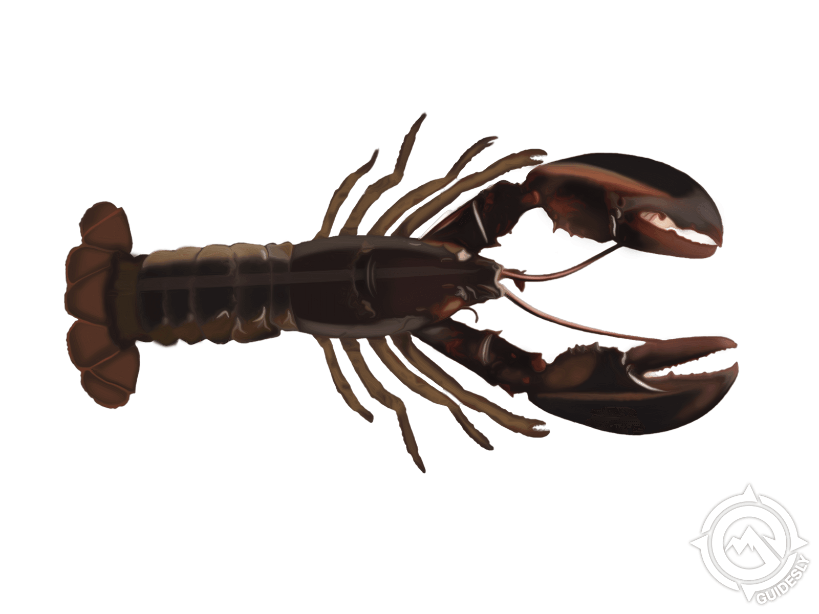 American Lobster