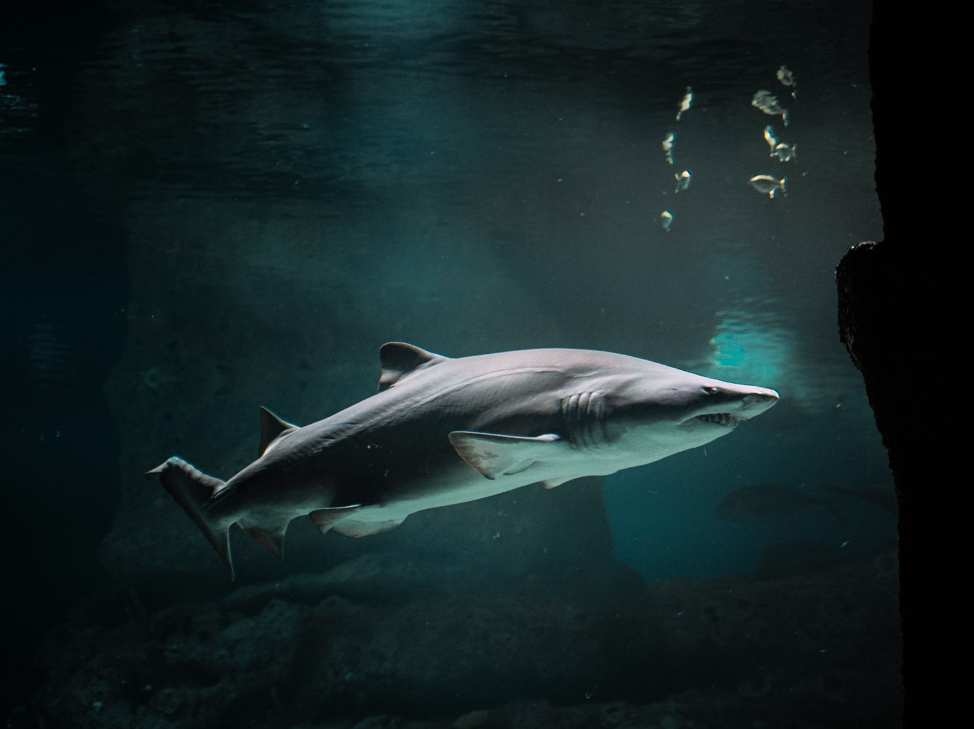 Short Fin Mako Shark in Montauk NY waters