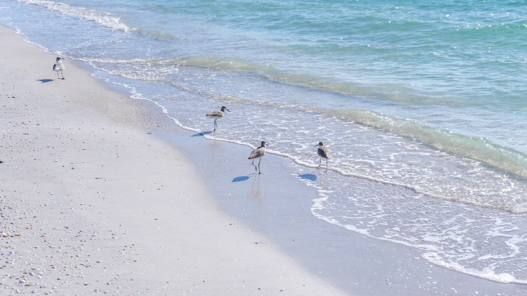Book a Fishing Charter in Matlacha, Fl