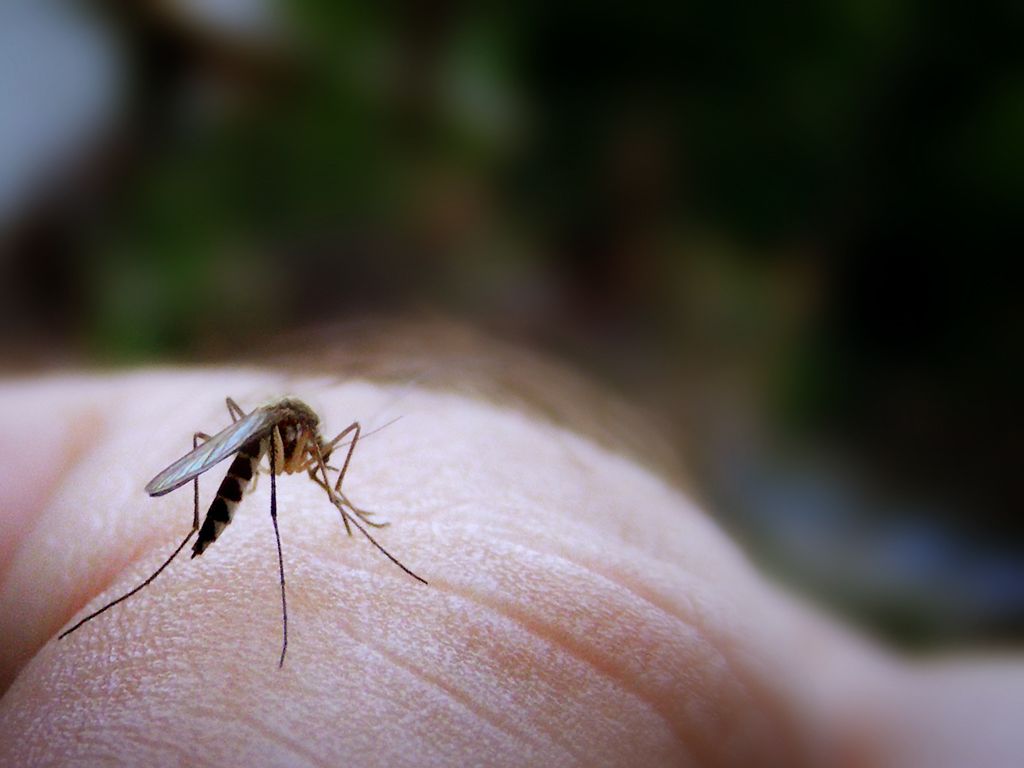 Focus on Fishing, Not the Mosquitoes