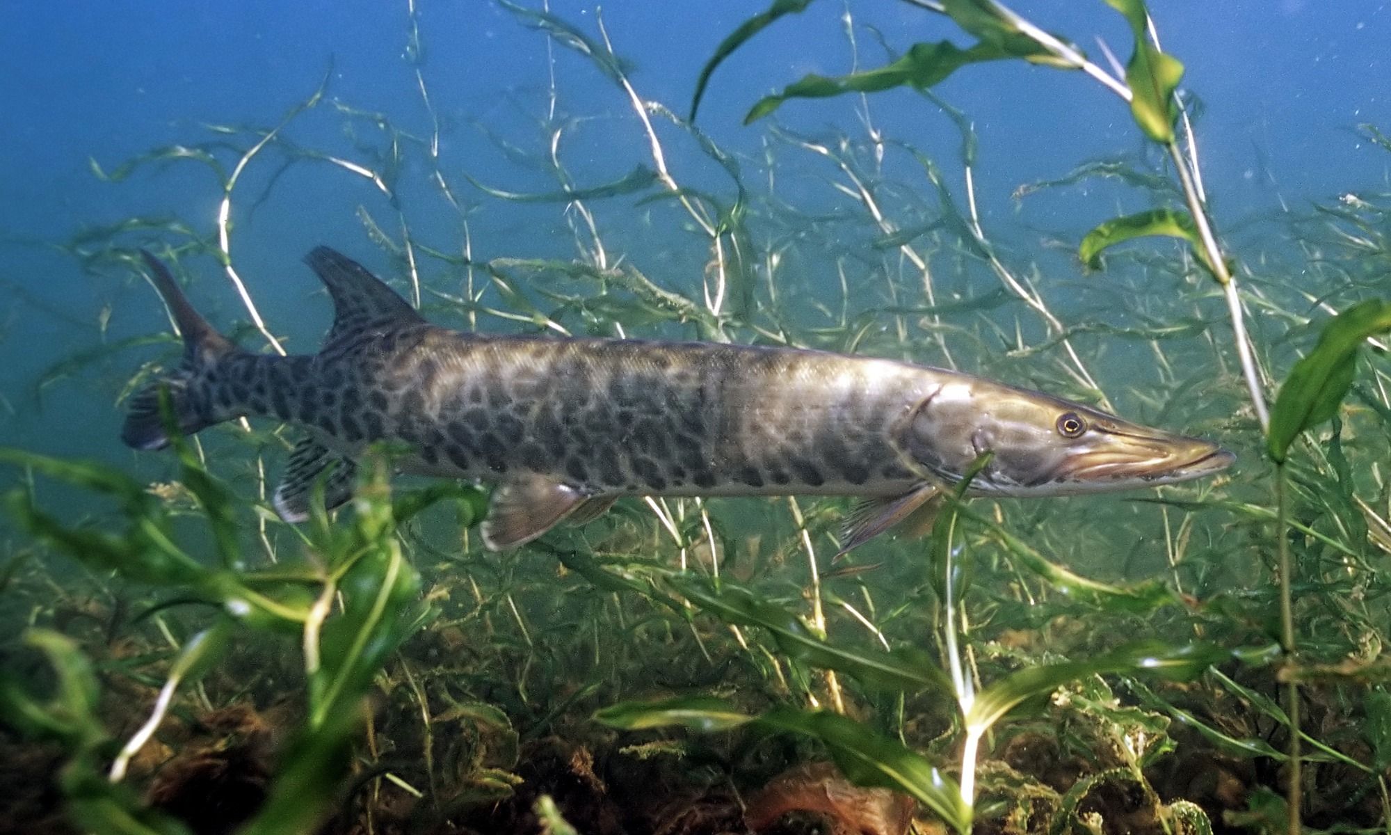 Catching the Elusive Musky: Understanding the Seasons Better