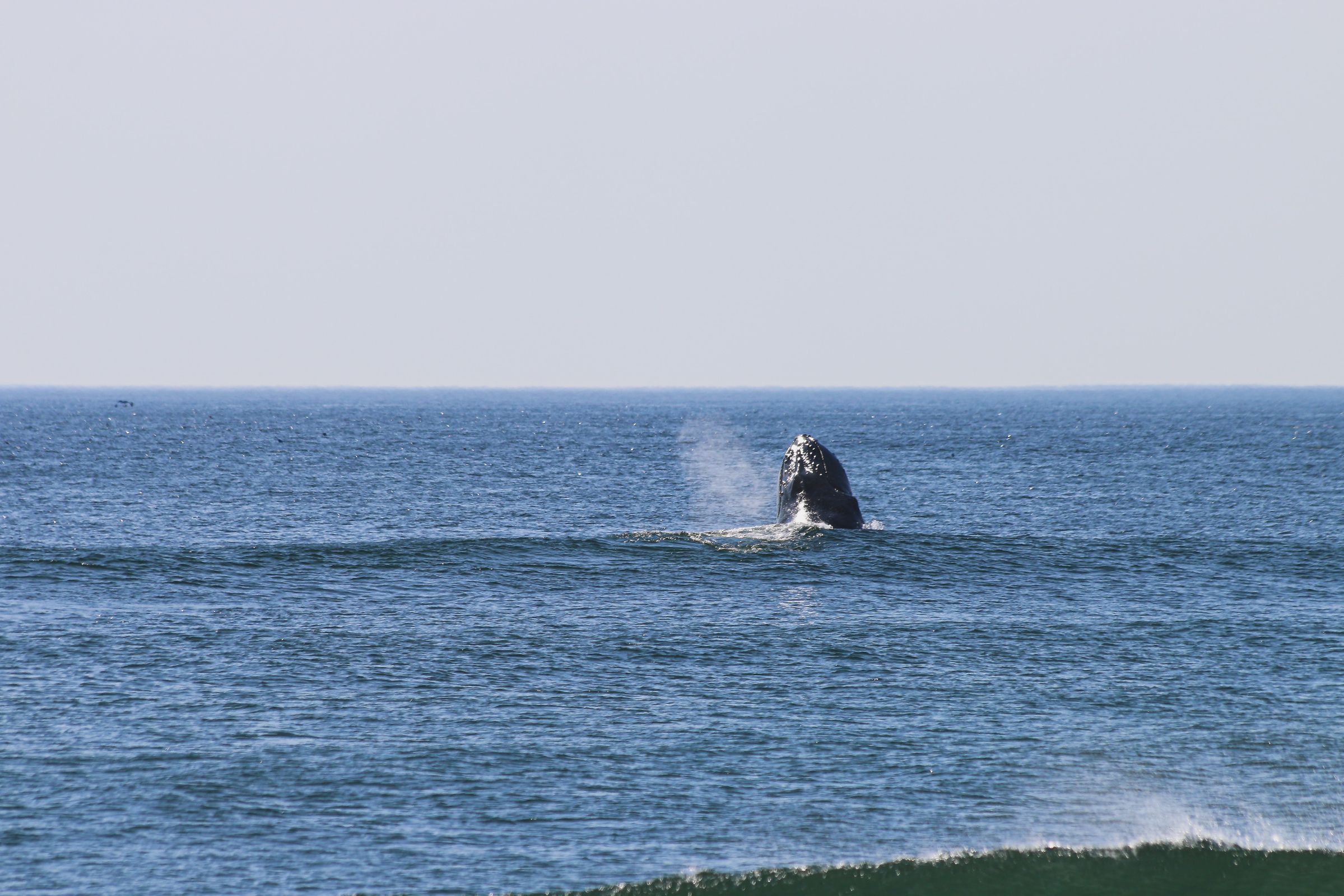 Nantucket, MA Fishing: A Paradise Island for Fishing