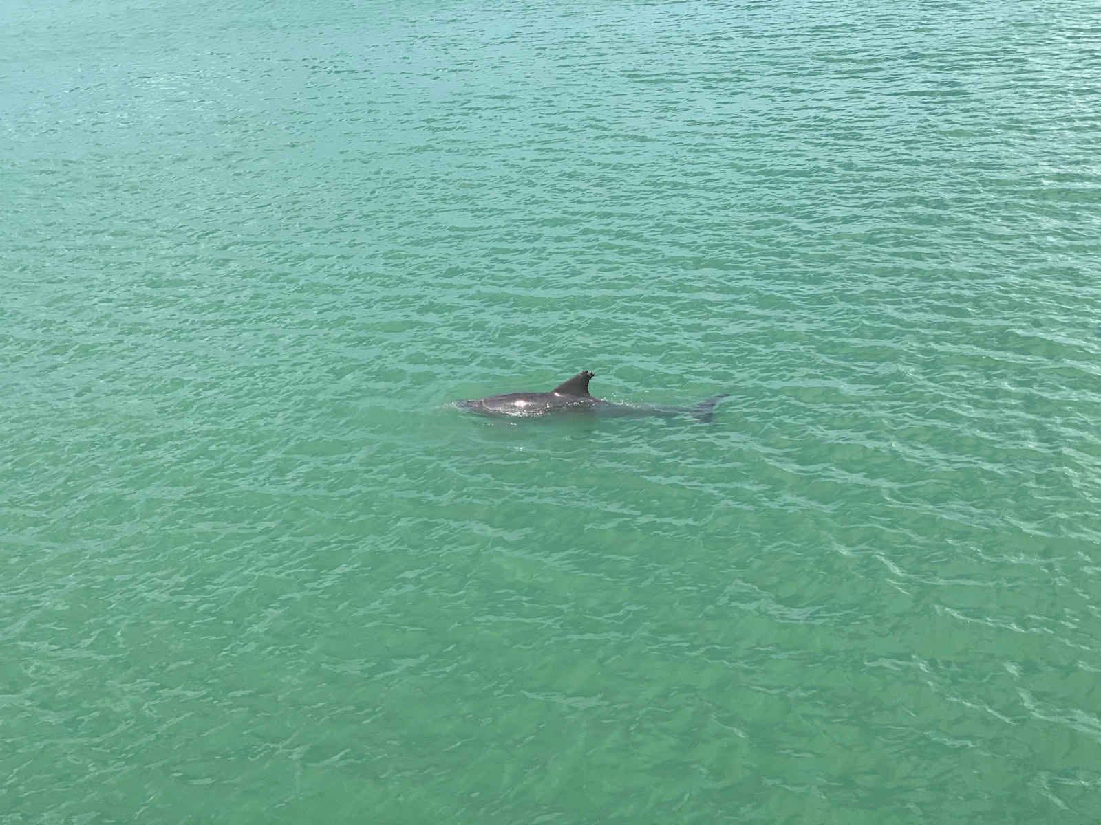 Naples Beach Dolphin