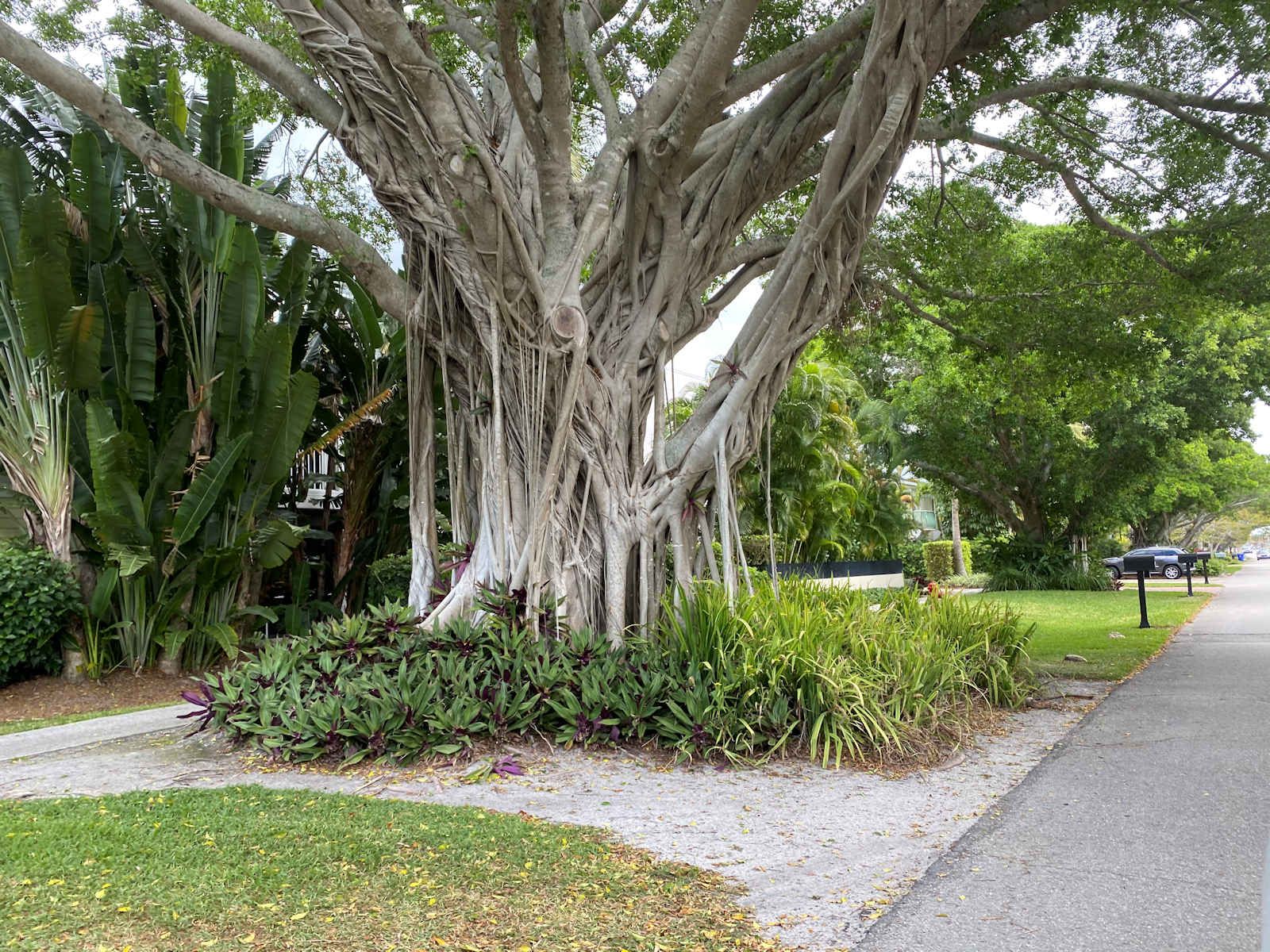 Old Naples Tree