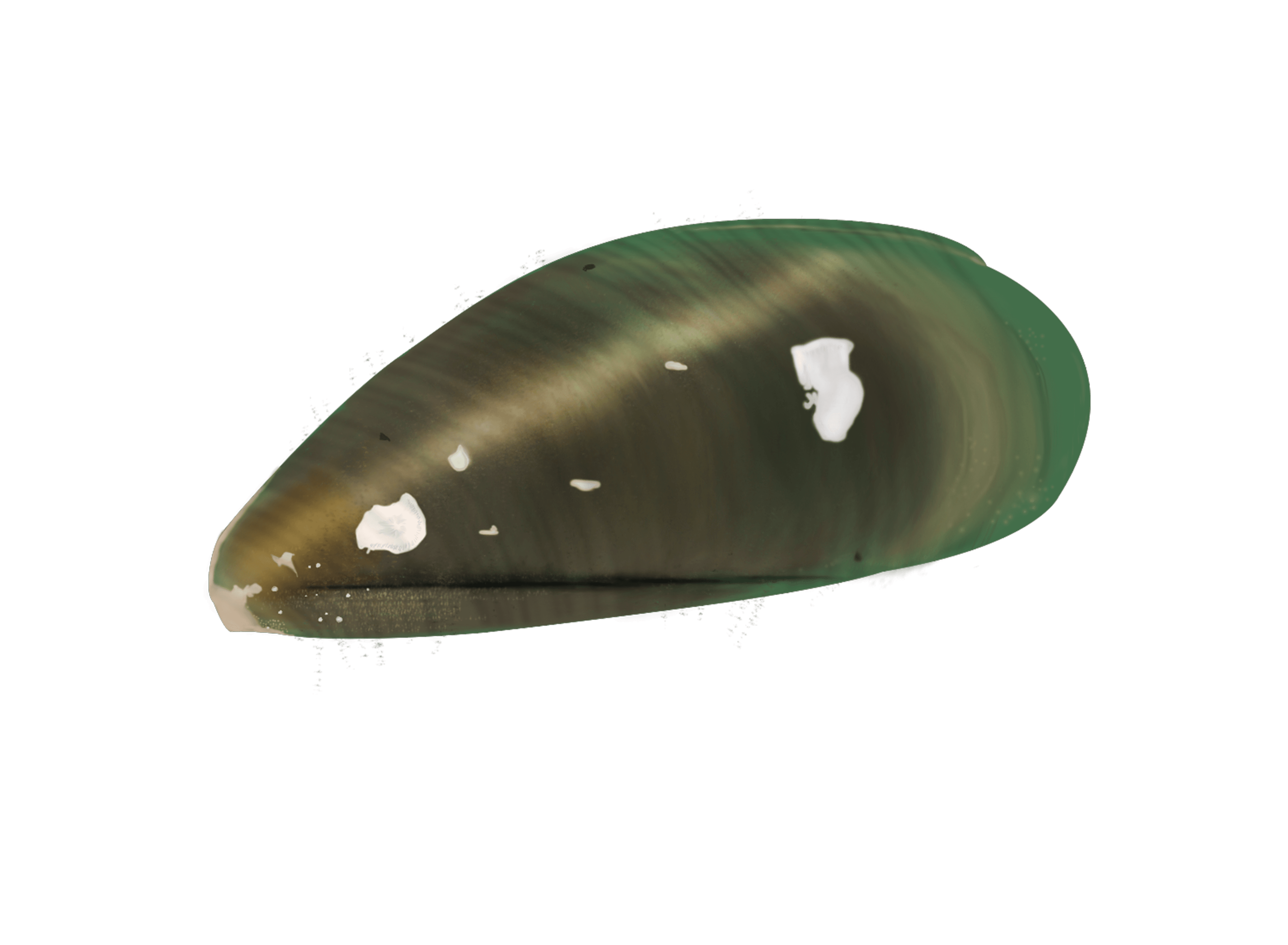 New Zealand Green Lip Mussel