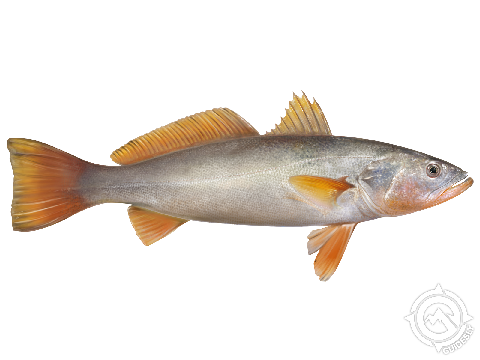 Orangemouth Weakfish