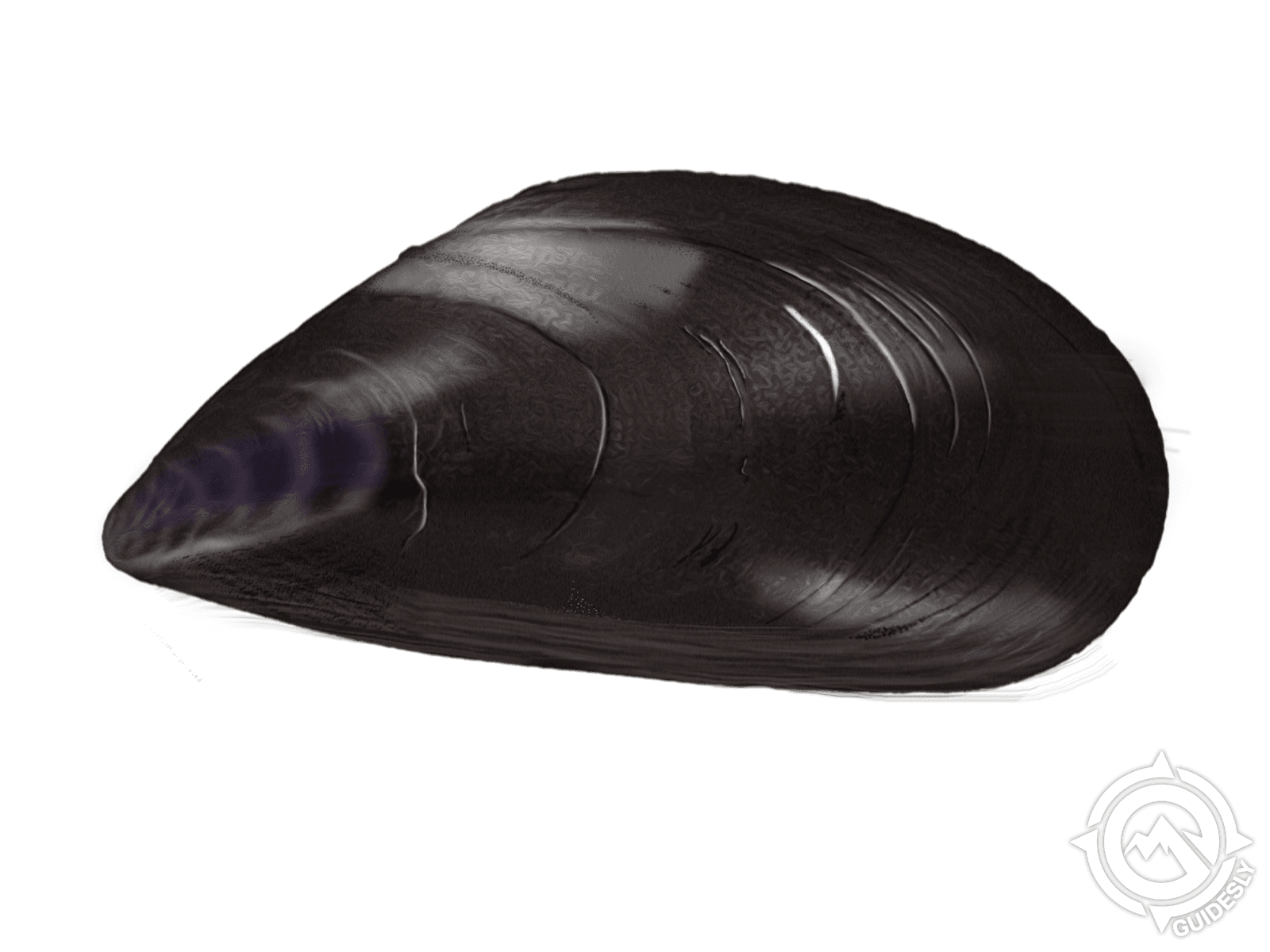 Pacific Blue Mussel