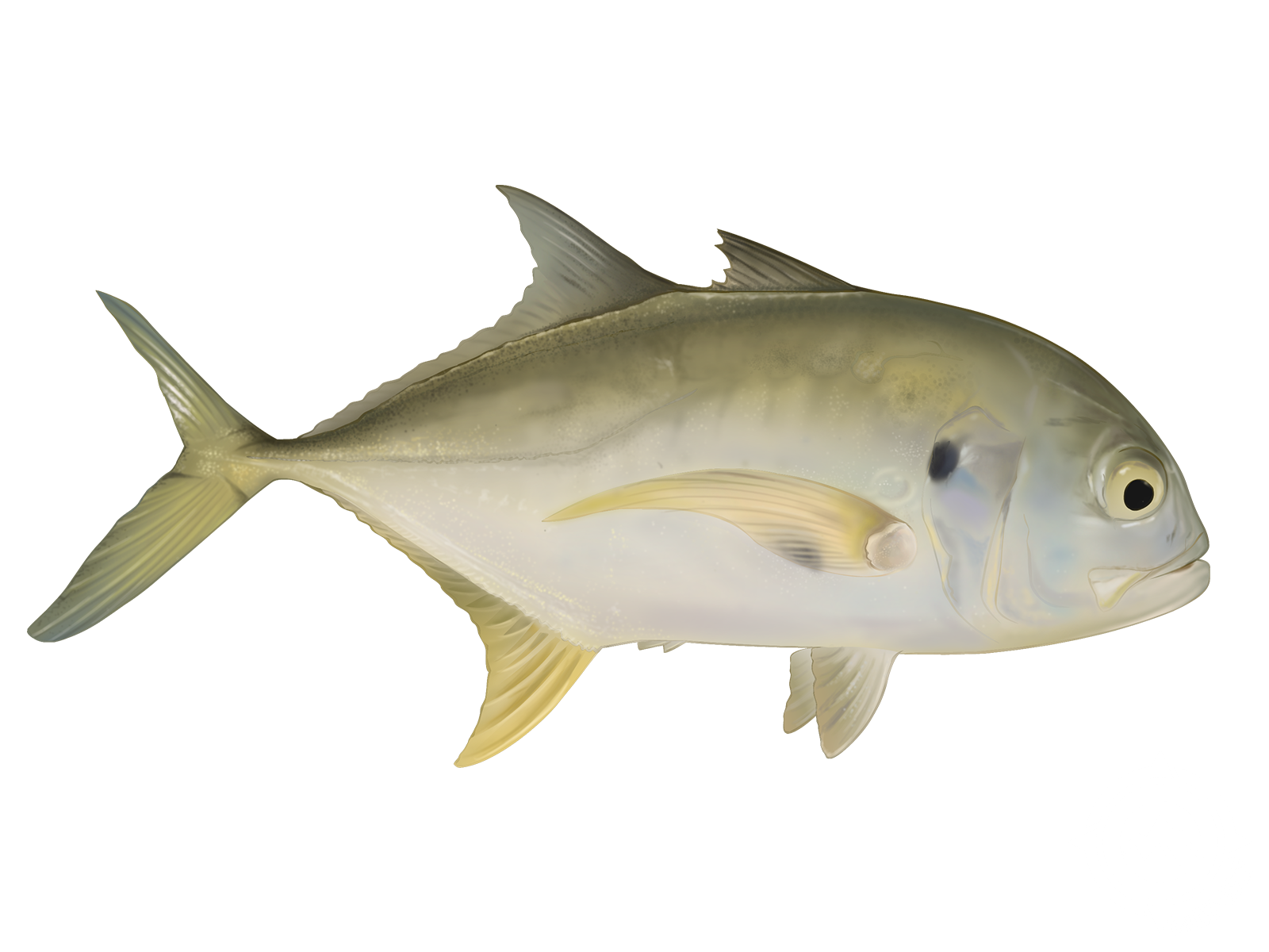 Pacific Crevalle Jack
