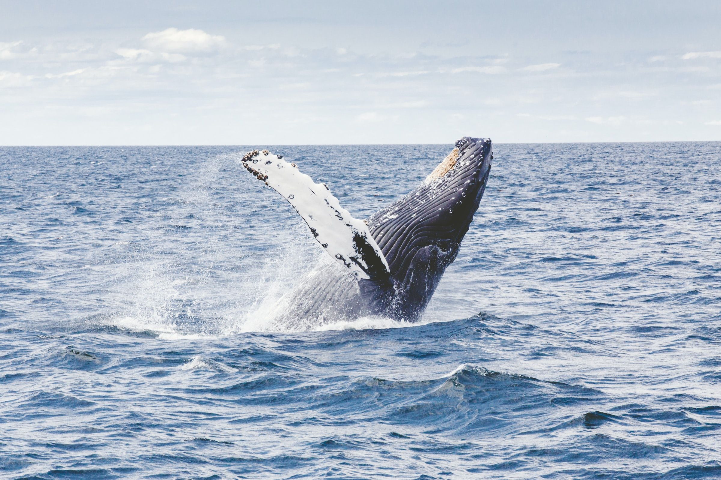 Provincetown, MA Fishing: Rich History and Fishing Adventures