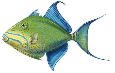 Queen Triggerfish