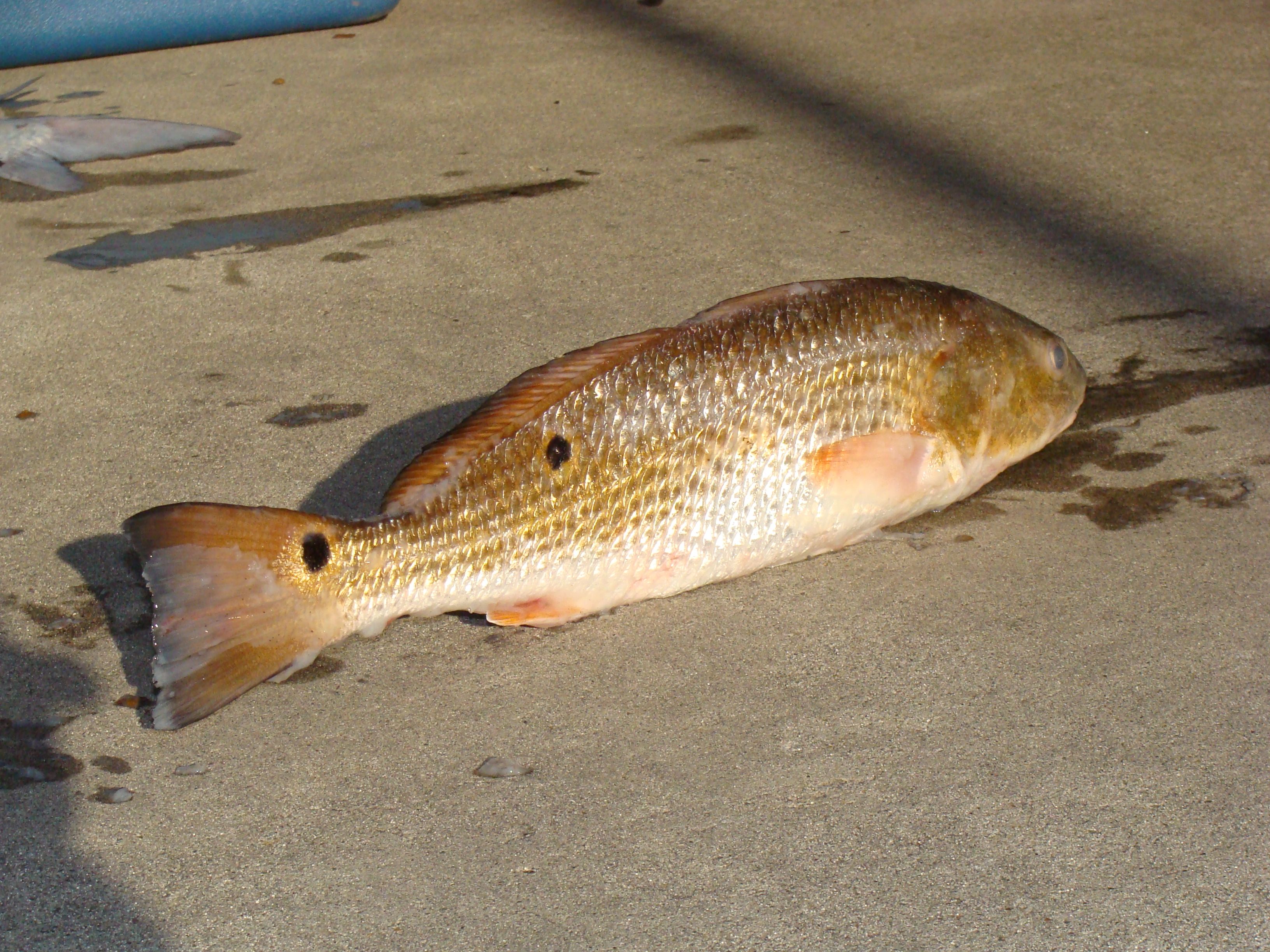 "File:Red Drum (Sciaenops ocellatus).jpg" by Geeklikepi is licensed under CC BY-SA 3.0