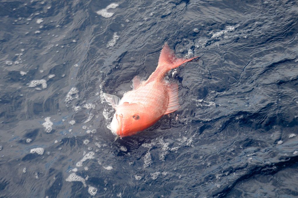 One red snapper on the surface of the water