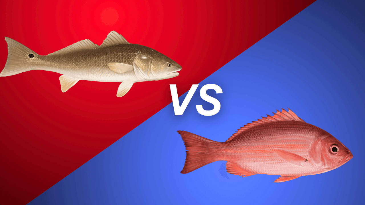 Redfish vs. Red Snapper: What’s the Difference? 