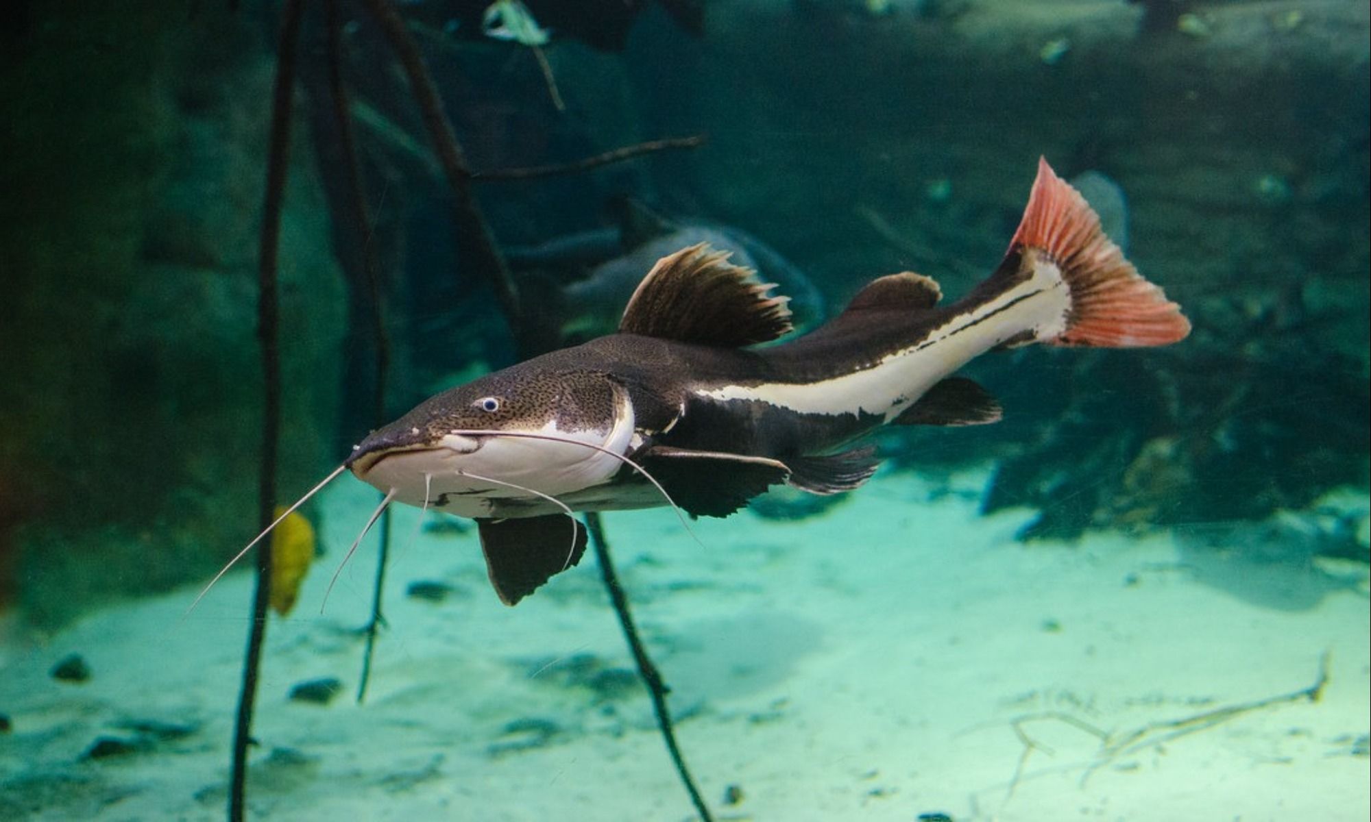 10 Simple Tips to Catch More Catfish