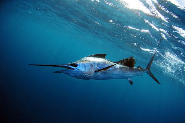 Sailfish in blue ocean water