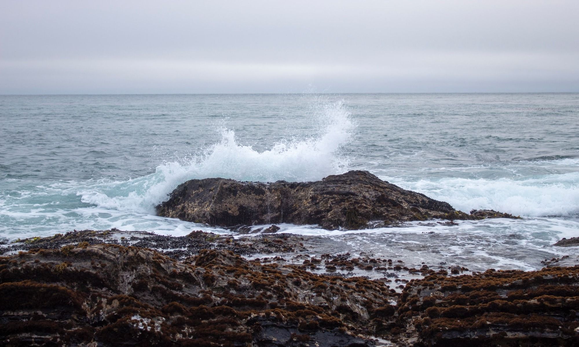 Book Your Fishing Charter in San Simeon, CA