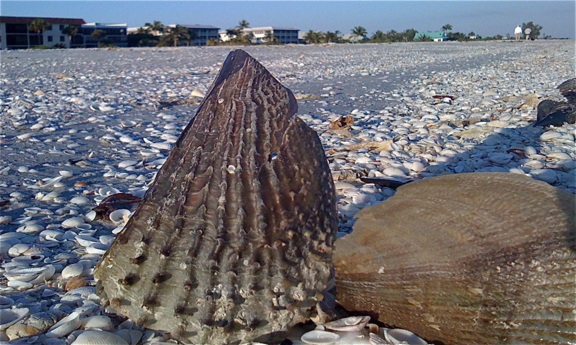 Book Your Fishing Charter in Sanibel Island, FL
