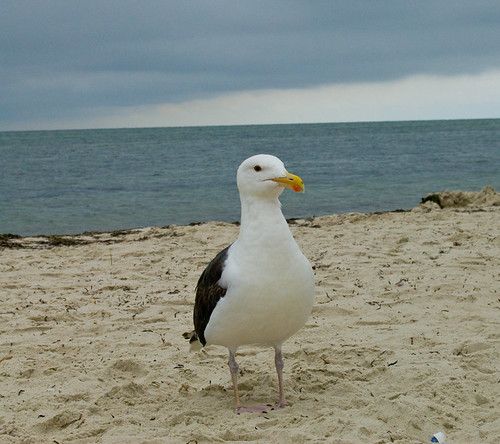 "A Seagull at seagull beach" by cbgrfx123 is licensed under CC BY-SA 2.0