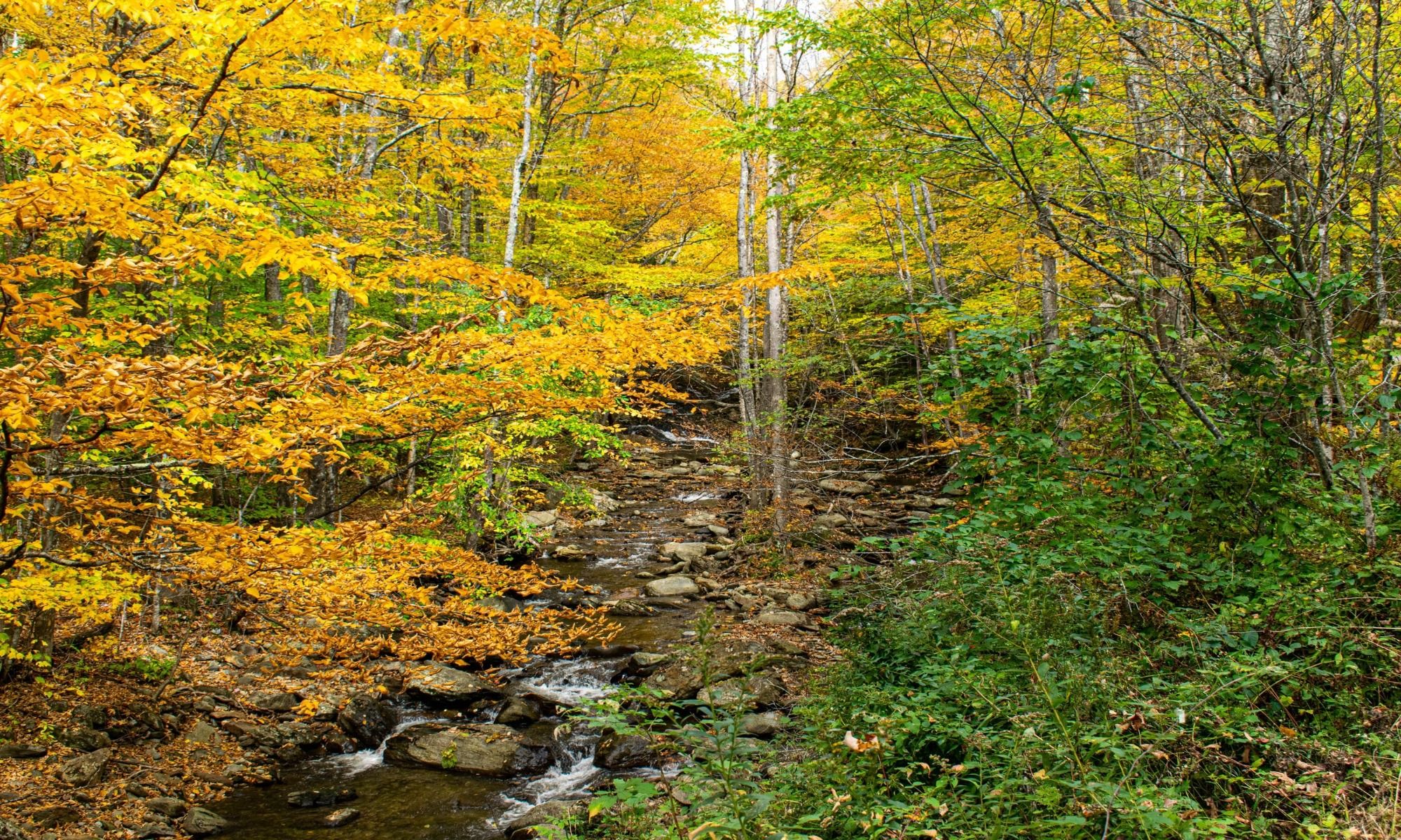 Shaftsbury, VT Fishing: Freshwater Fishing in the Heart of The Shires