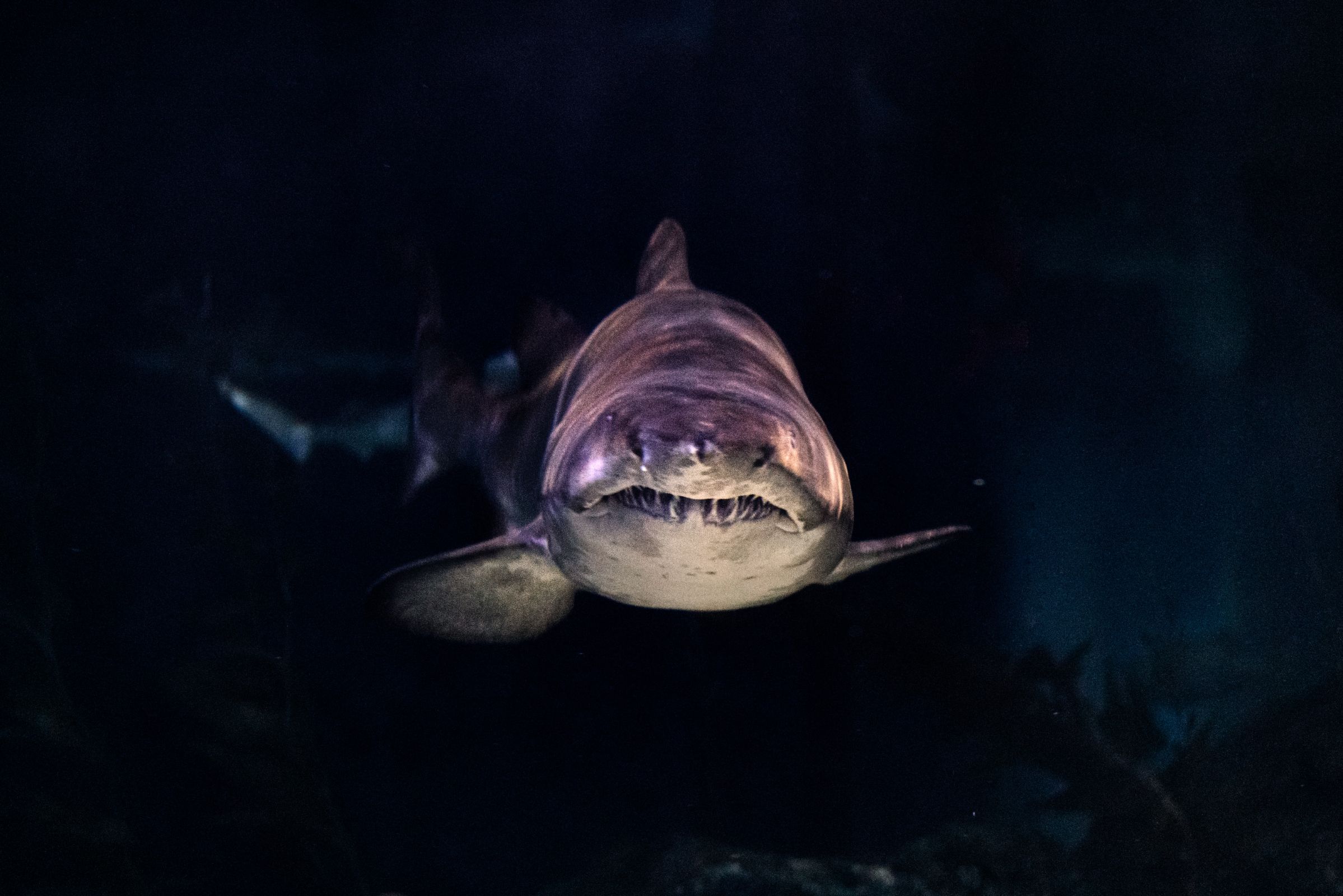 7 Questions About Sharks That Have Never Been Answered