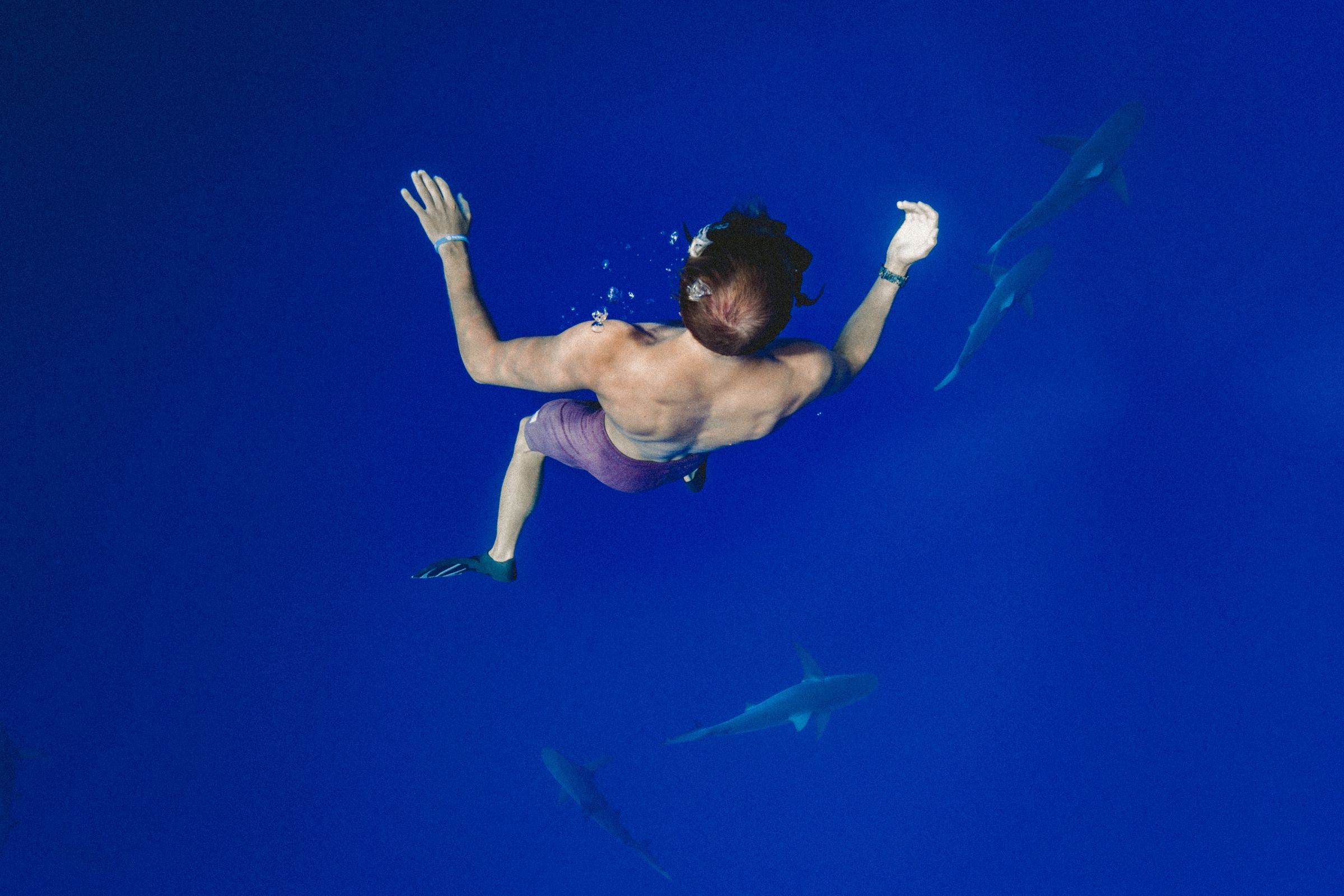 What are the Chances of You Getting Attacked by a Shark? 