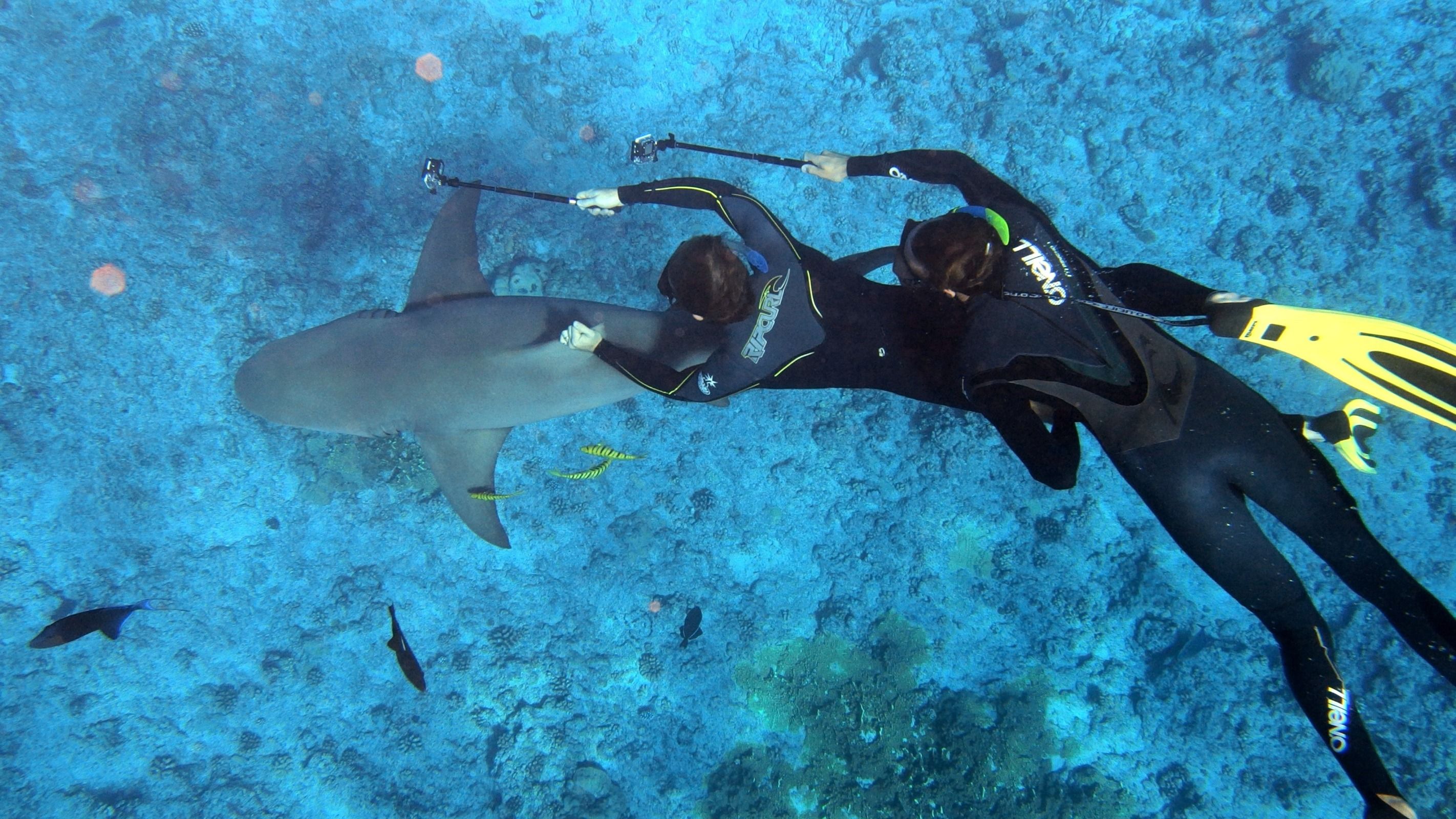 True Nature of Sharks: Why They Have Lasted for Millions of Years
