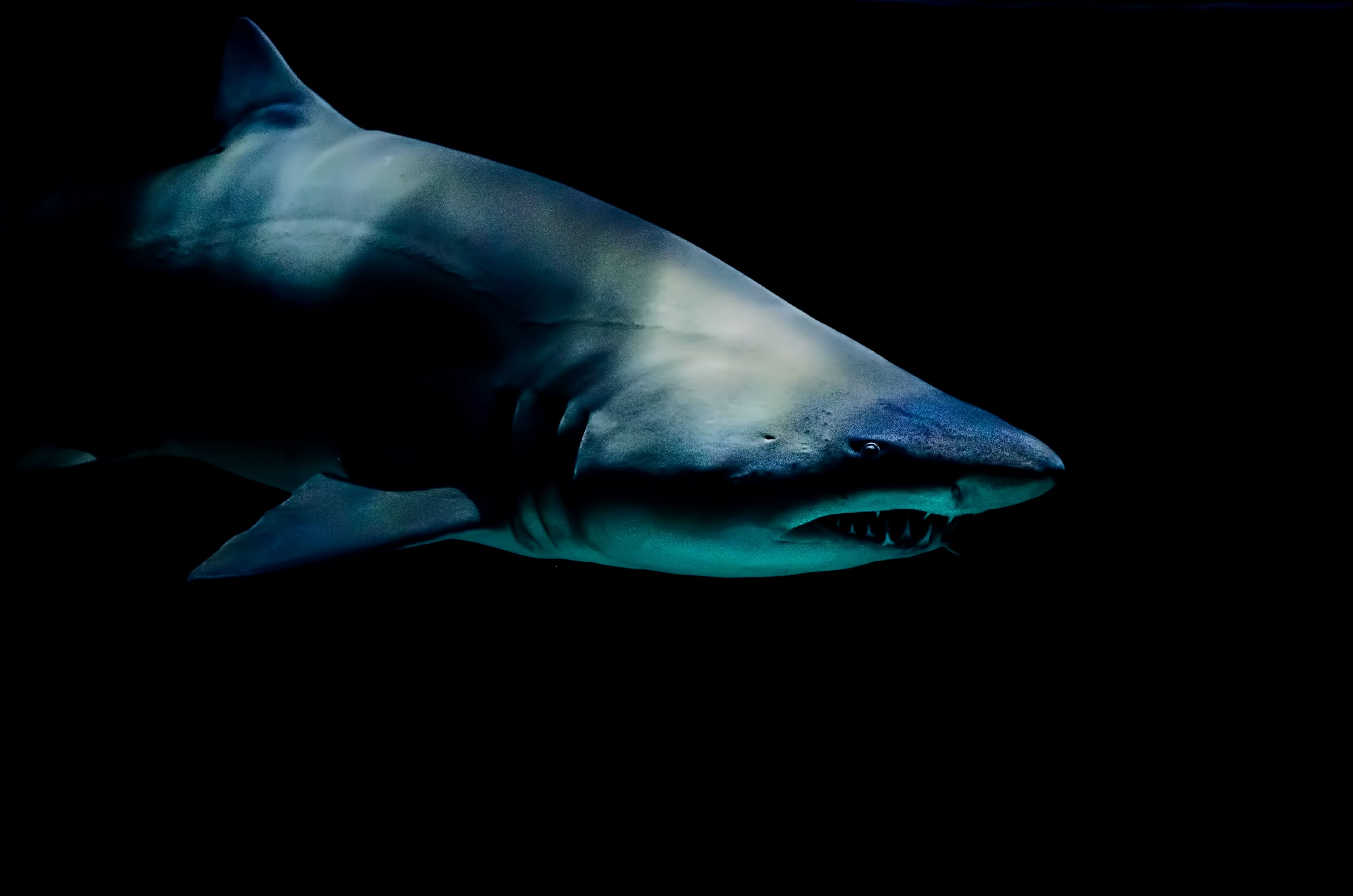 Are You Ready for Shark Week 2021?