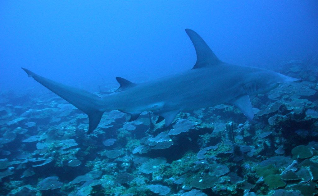 Which Sharks Had the Most Attacks in 2020?