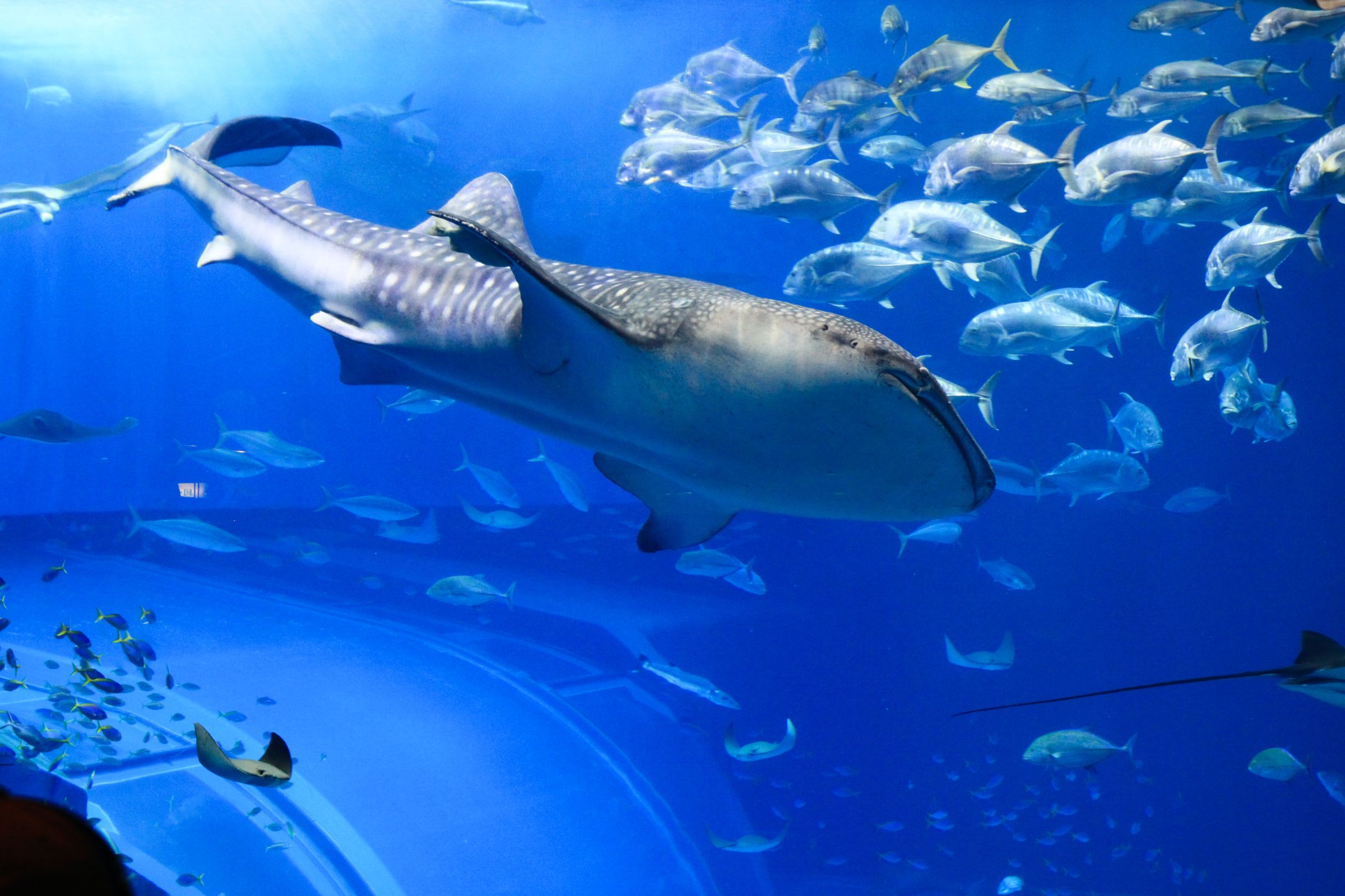 Social Lives of Sharks