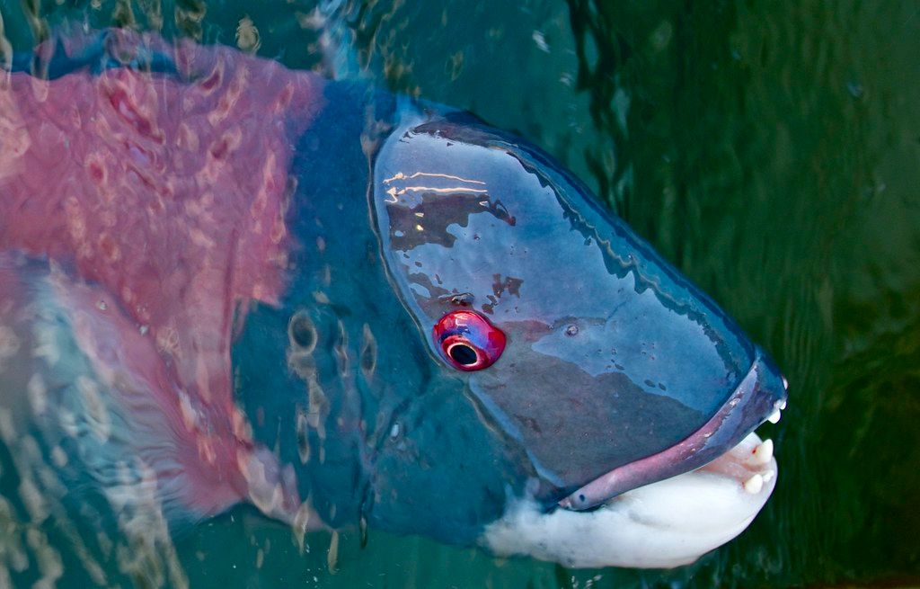 A sheepshead with a blue head surfacing