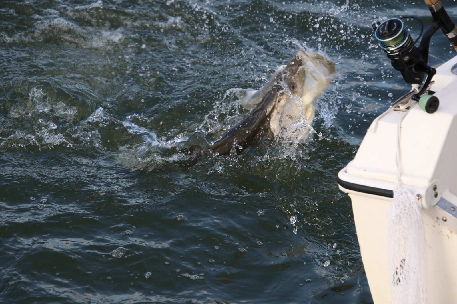 Snook Jumping During Fight