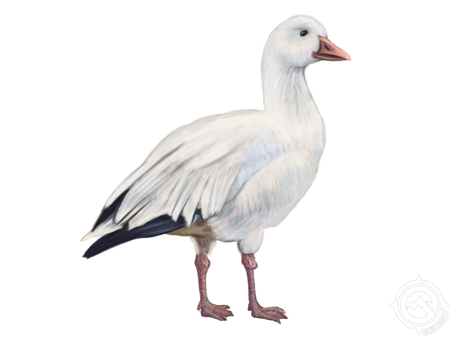 Snow Goose (both white and blue phases)