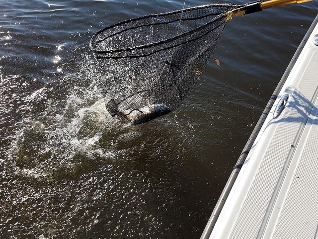 Speckled Trout