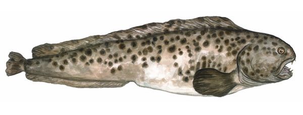 Spotted Wolffish