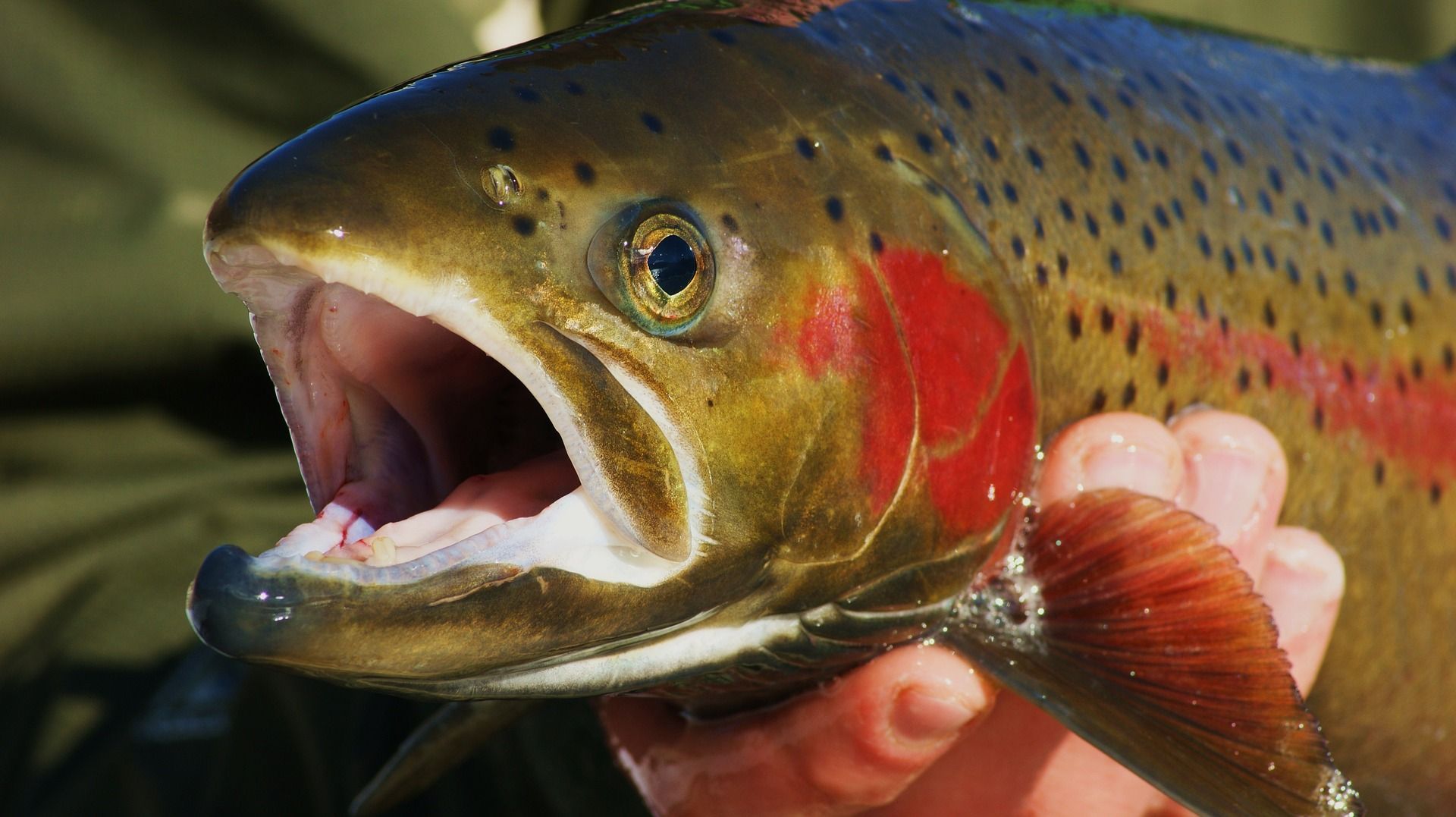 New England's Best Steelhead Runs