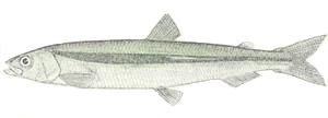 Surf Smelt