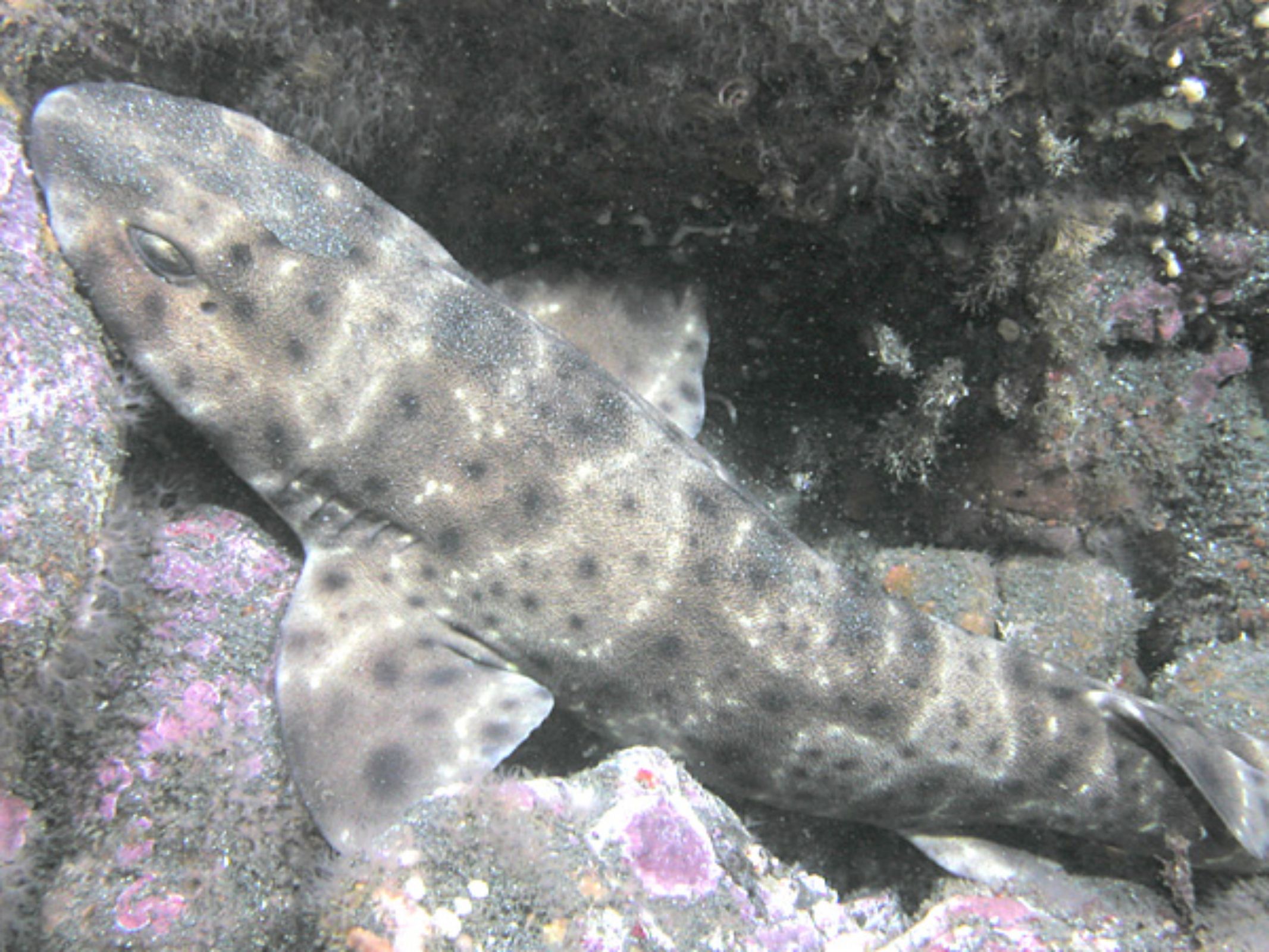 Glow-in-the-Dark Sharks