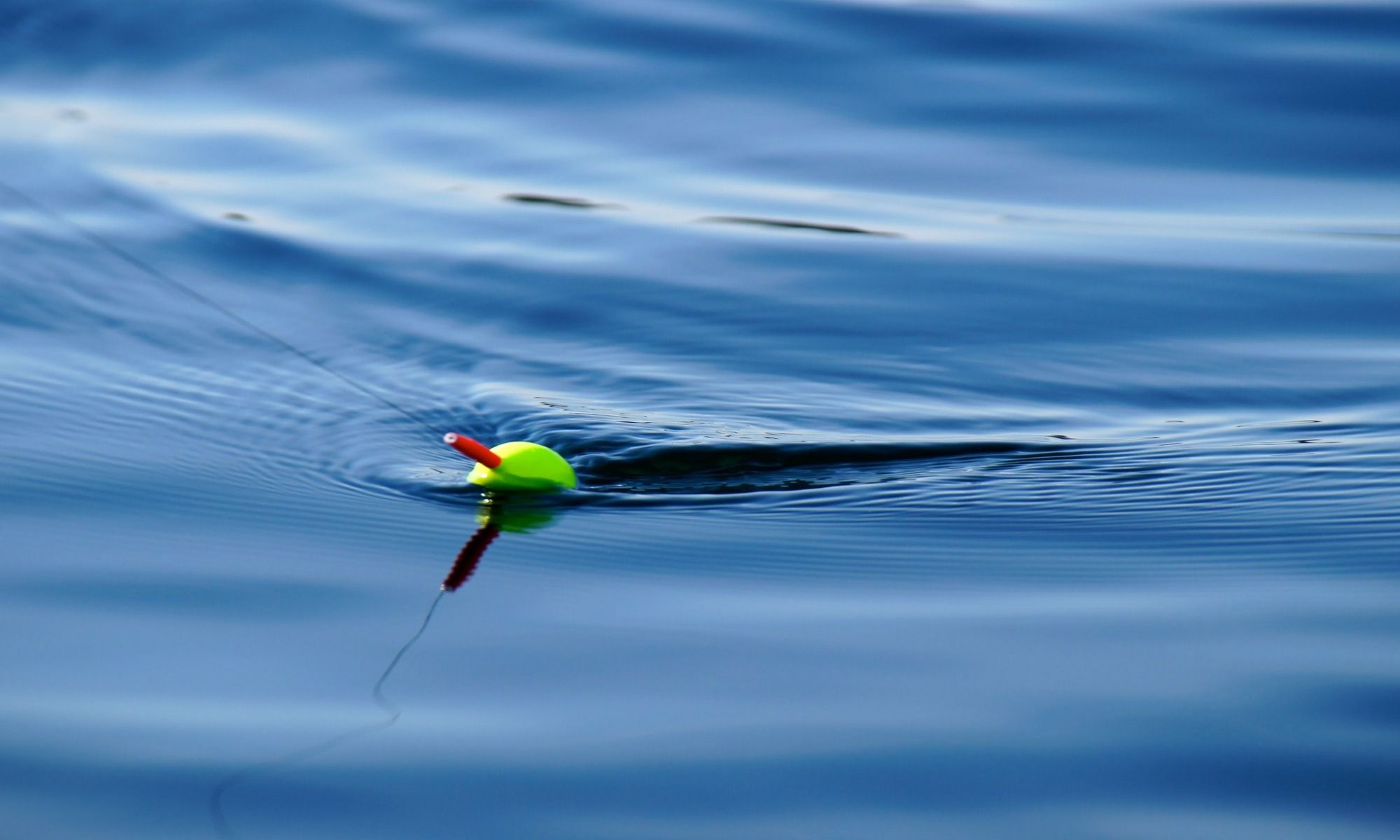 Topwater Poppers: Tips on How to Choose the Best Ones
