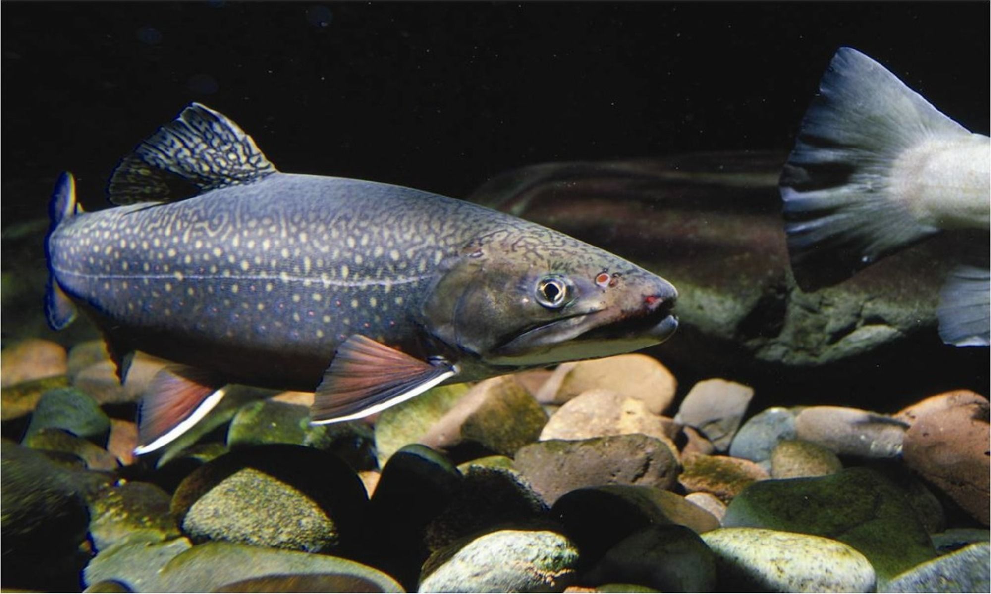 Top Places to Trout Fish in the United States