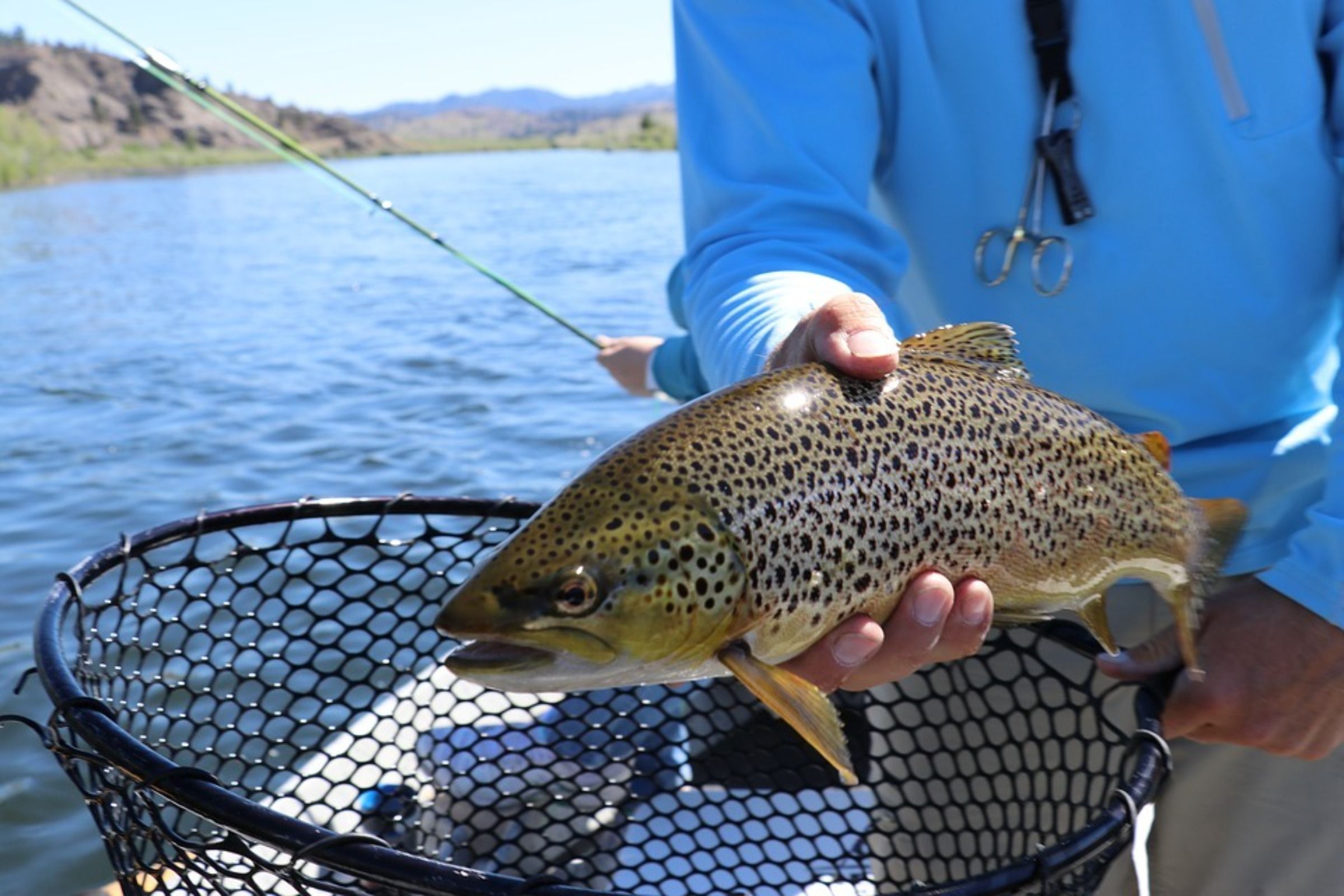 The 12 Flies That Will Catch Trout Anywhere