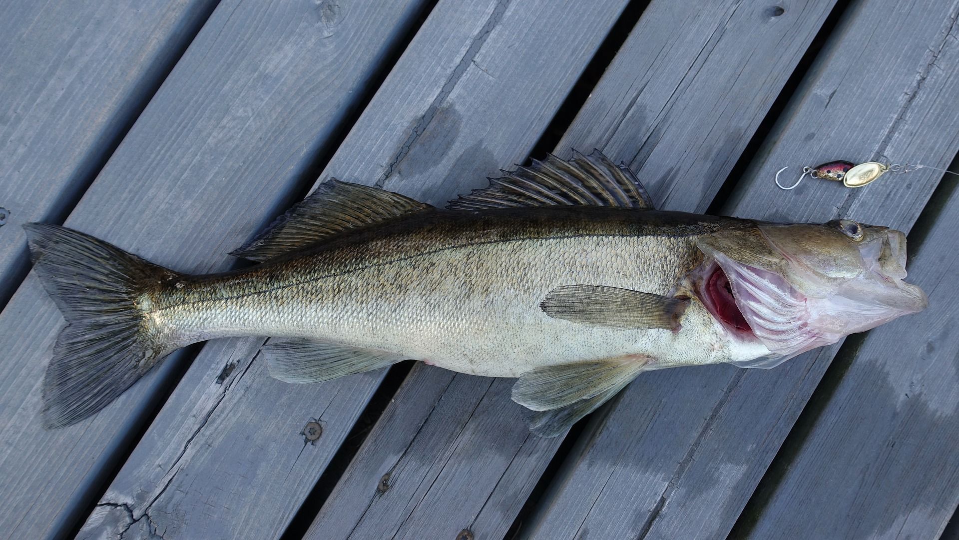 Top Walleye Tactics to Get the Bite When Ice Fishing 