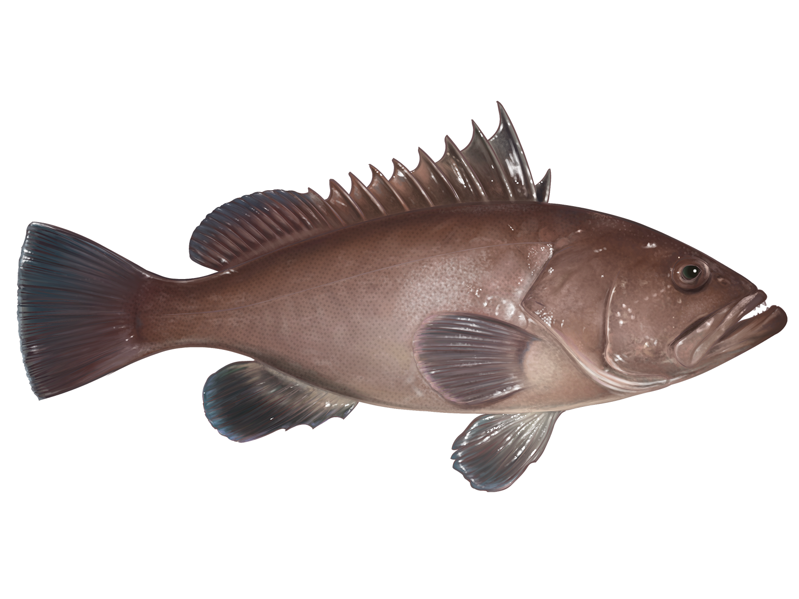 Warsaw Grouper