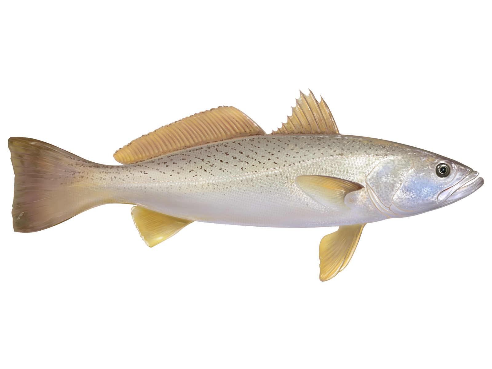 White Weakfish