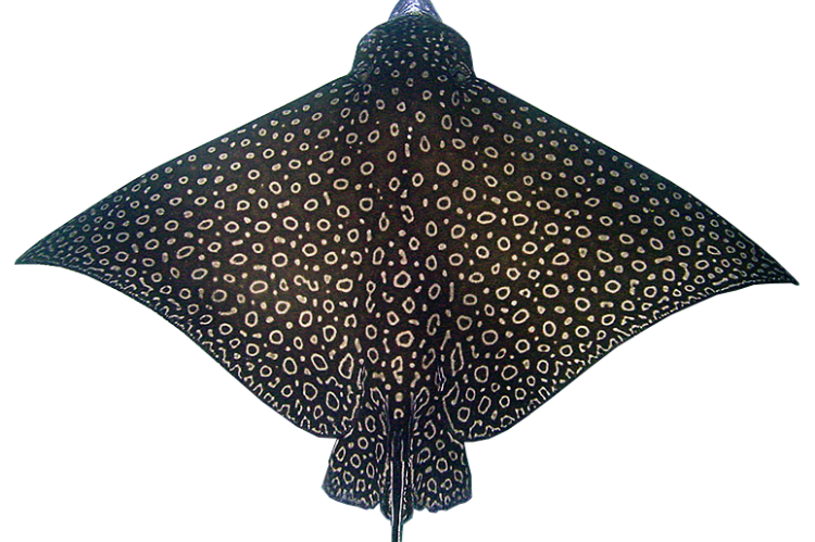 Whitespotted Eagle Ray