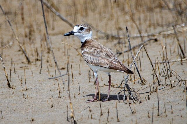 Wilson's Plover at Laguna Madre