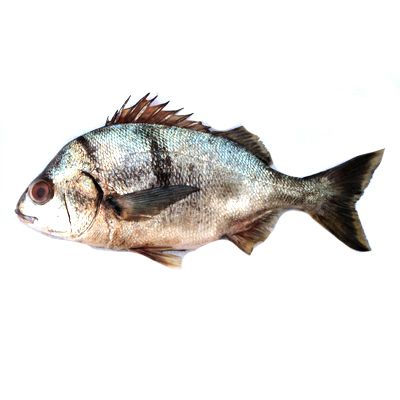 Xantic Sargo