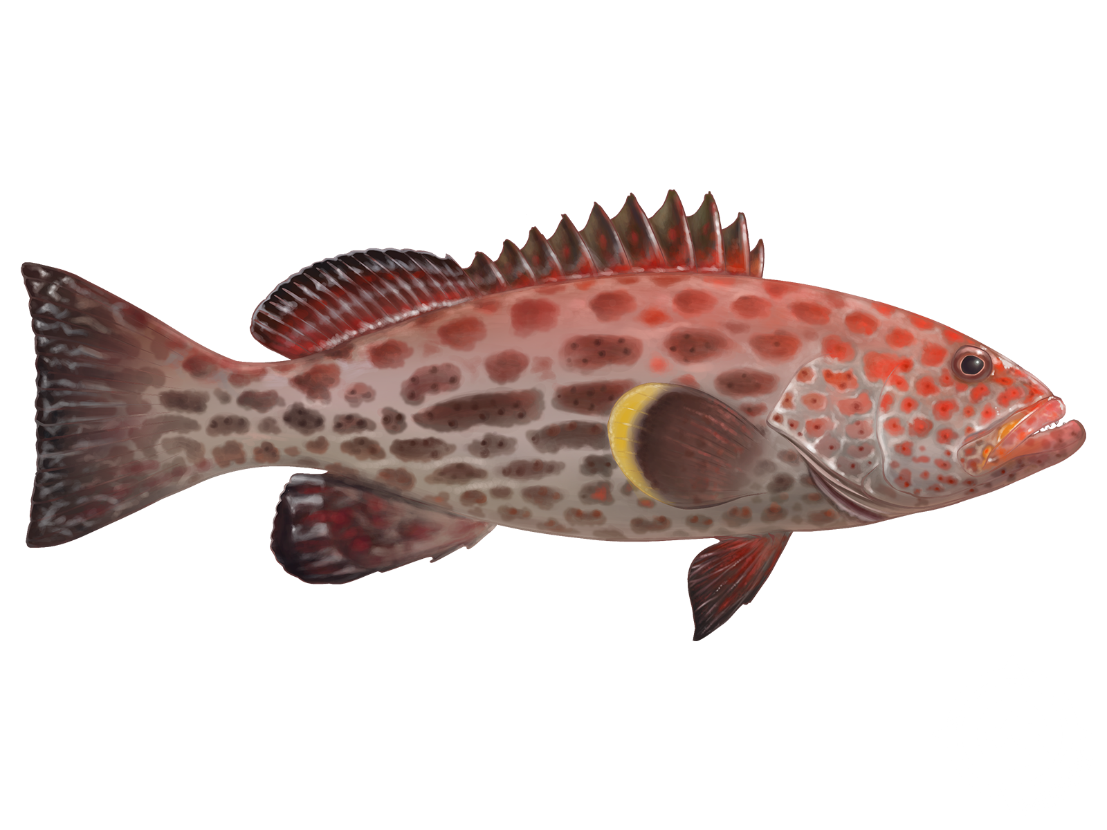 Yellowfin Grouper
